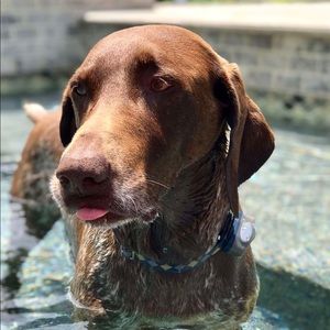 Meet your Posher, Alex